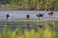 White-faced Ibises 092008 251